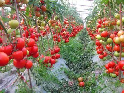 大棚西红柿种植视频,从播种到收获