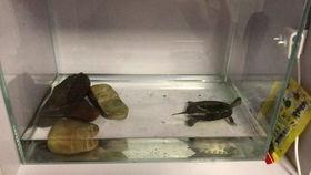 大花龟视频,探寻神秘海洋生物的奇妙世界